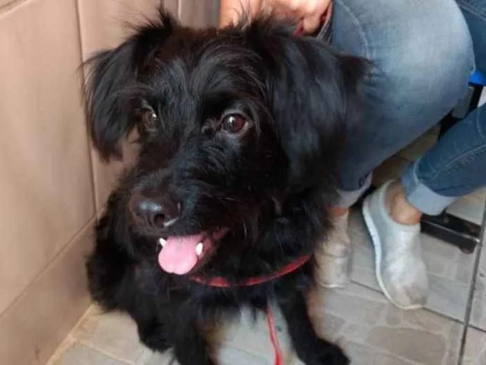 Cachorro ra a Poodle mix vira-lata  idade 7 a 11 meses nome Billy poodle mix 