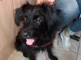Billy poodle mix