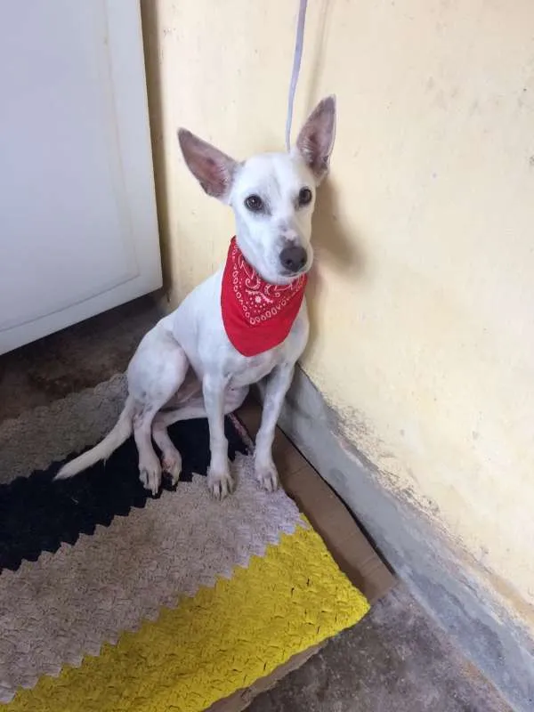 Cachorro ra a sem raça definida idade 3 anos nome SERENA