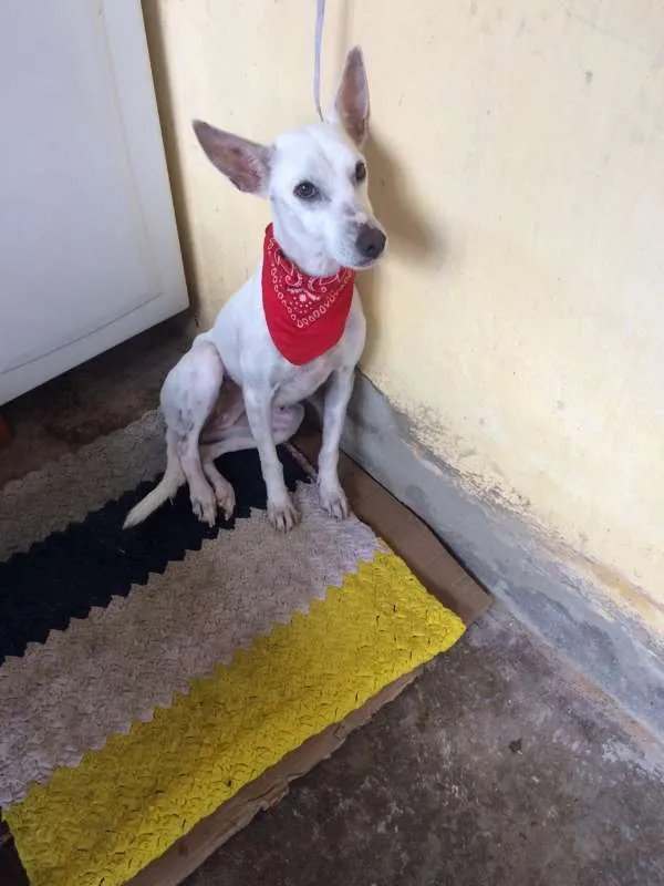 Cachorro ra a sem raça definida idade 3 anos nome SERENA