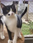 Figaro