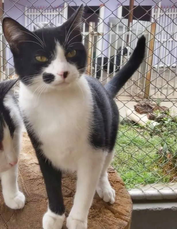 Gato ra a srd idade 2 a 6 meses nome Figaro