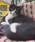 Figaro