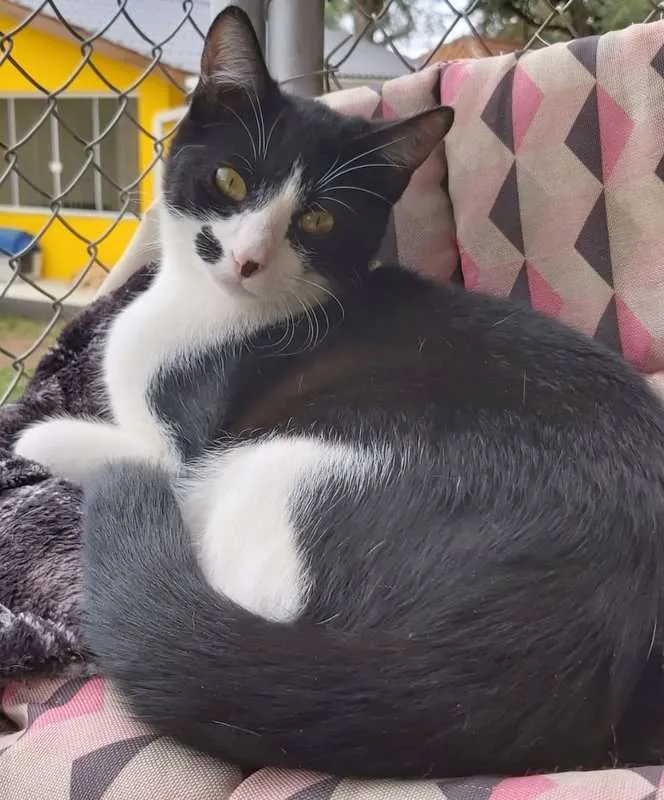 Gato ra a srd idade 2 a 6 meses nome Figaro