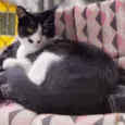 Figaro