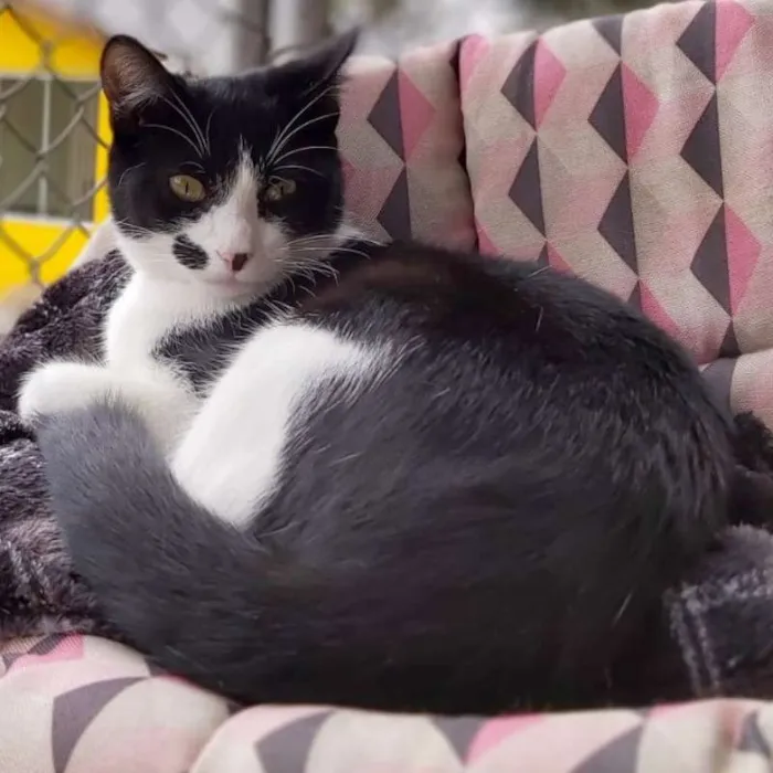 Gato ra a srd idade 2 a 6 meses nome Figaro
