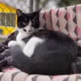 Figaro