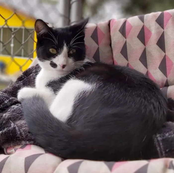 Gato ra a srd idade 2 a 6 meses nome Figaro