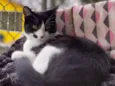 Figaro