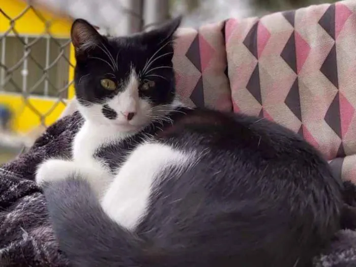 Gato ra a srd idade 2 a 6 meses nome Figaro
