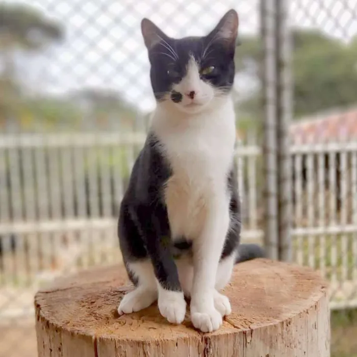 Gato ra a srd idade 2 a 6 meses nome Figaro
