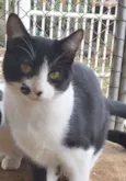 Figaro