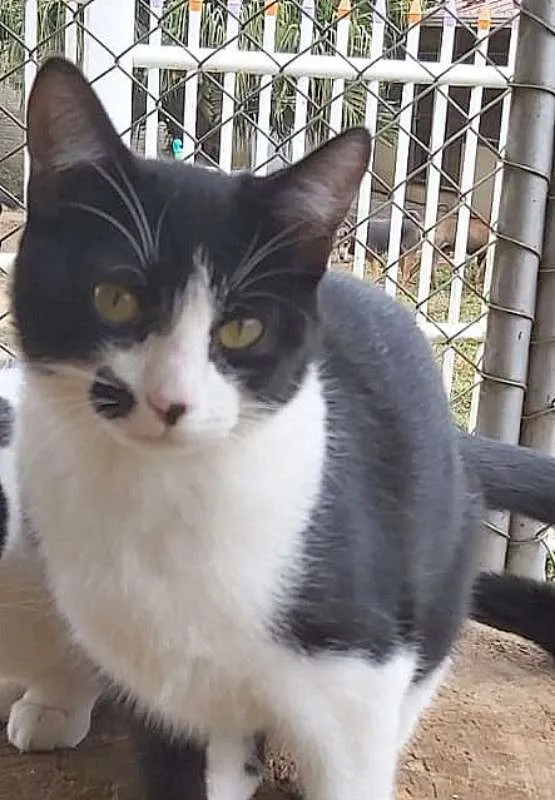 Gato ra a srd idade 2 a 6 meses nome Figaro