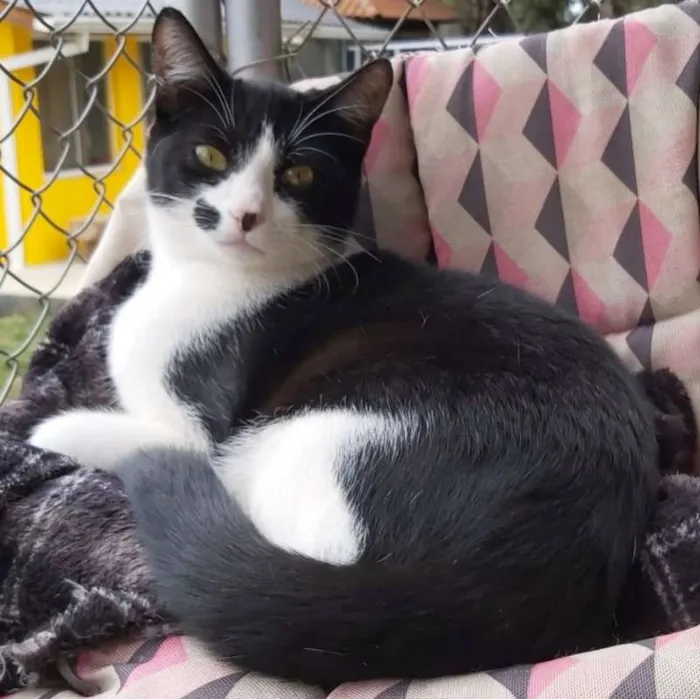 Gato ra a srd idade 2 a 6 meses nome Figaro