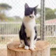 Figaro