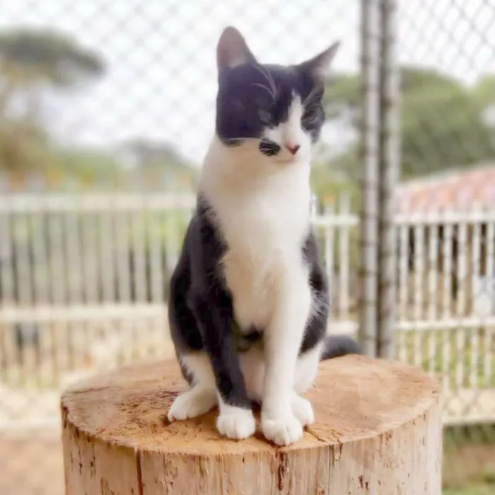 Gato ra a srd idade 2 a 6 meses nome Figaro