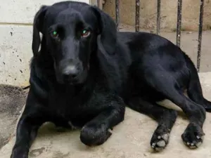 Cachorro raça Fila idade 2 a 6 meses nome Bob