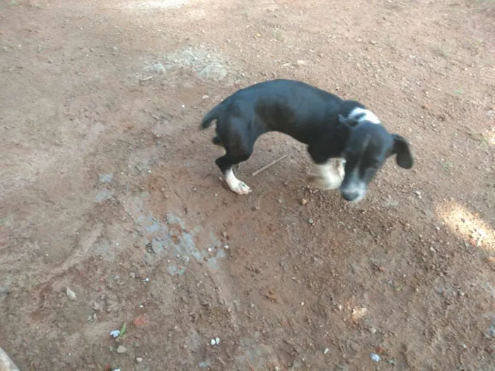 Cachorro ra a Nao sei idade 2 a 6 meses nome Melry