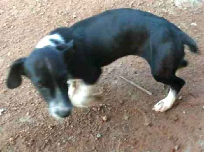 Cachorro ra a Nao sei idade 2 a 6 meses nome Melry