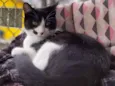 Figaro