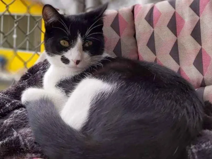Gato ra a srd idade 2 a 6 meses nome Figaro