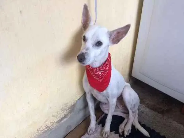 Cachorro ra a sem raça definida idade 3 anos nome SERENA