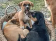 Lindos filhotinhos