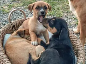 Cachorro raça Srd idade Abaixo de 2 meses nome Lindos filhotinhos