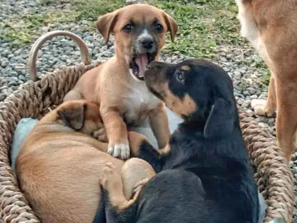 Cachorro ra a Srd idade Abaixo de 2 meses nome Lindos filhotinhos