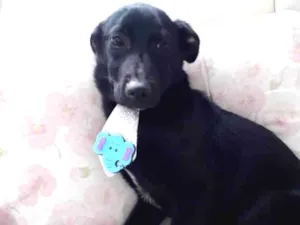 Cachorro raça Srd idade 7 a 11 meses nome Bobby umFofo 