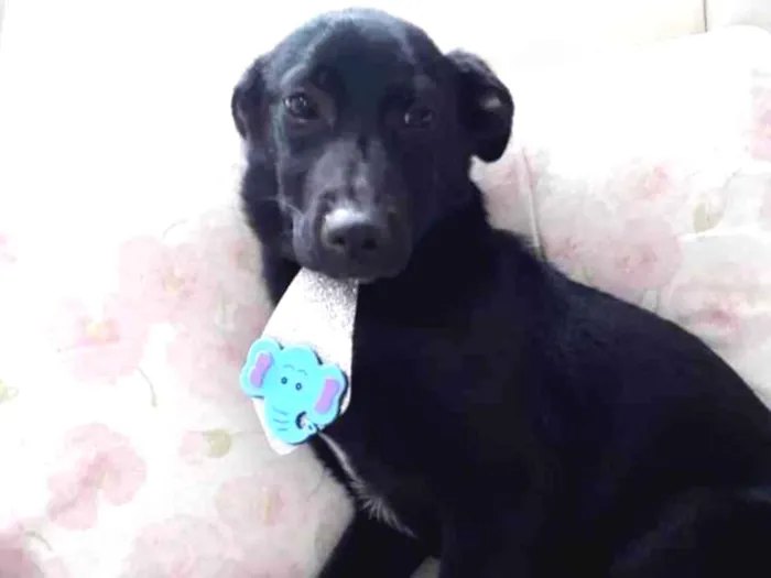 Cachorro ra a Srd idade 7 a 11 meses nome Bobby umFofo 