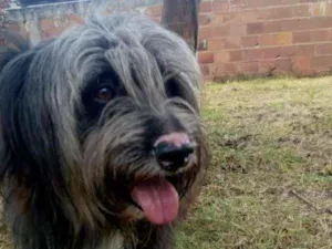 Cachorro raça Vira Lata idade 3 anos nome Platão 