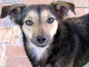 Cachorro raça  idade 5 anos nome Sandy Pequena