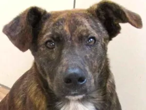 Cachorro raça  idade 5 anos nome Toff