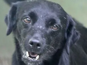 Cachorro raça  idade 5 anos nome Zico
