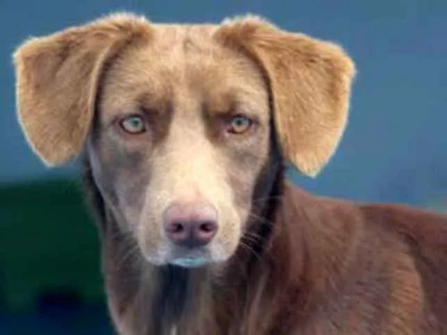 Cachorro ra a  idade 2 anos nome Baunilha