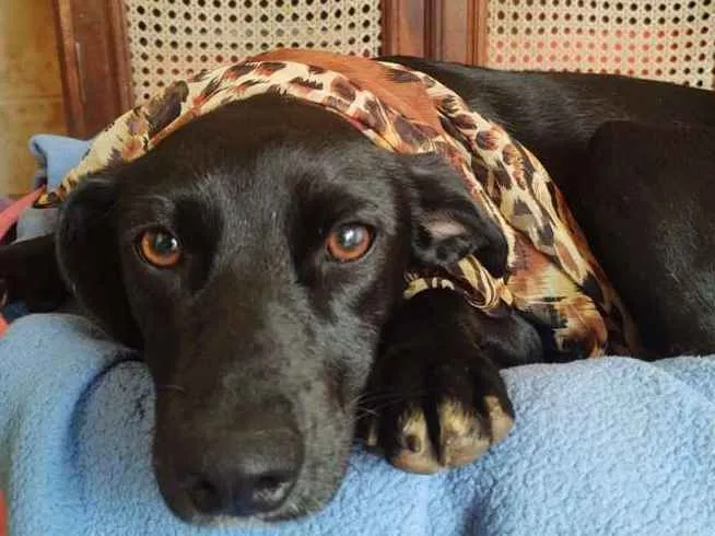 Cachorro ra a  idade 1 ano nome Agatha 