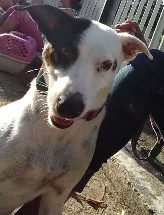 Cachorro raça Jack Russell idade 3 anos nome Lua 