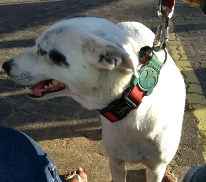 Cachorro raça Jack Russell idade 3 anos nome Lua 