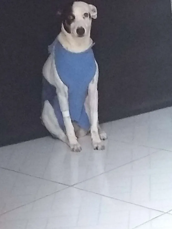 Cachorro raça Jack Russell idade 3 anos nome Lua 