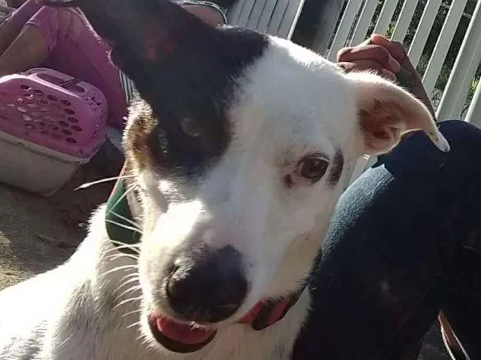 Cachorro raça Jack Russell idade 3 anos nome Lua 