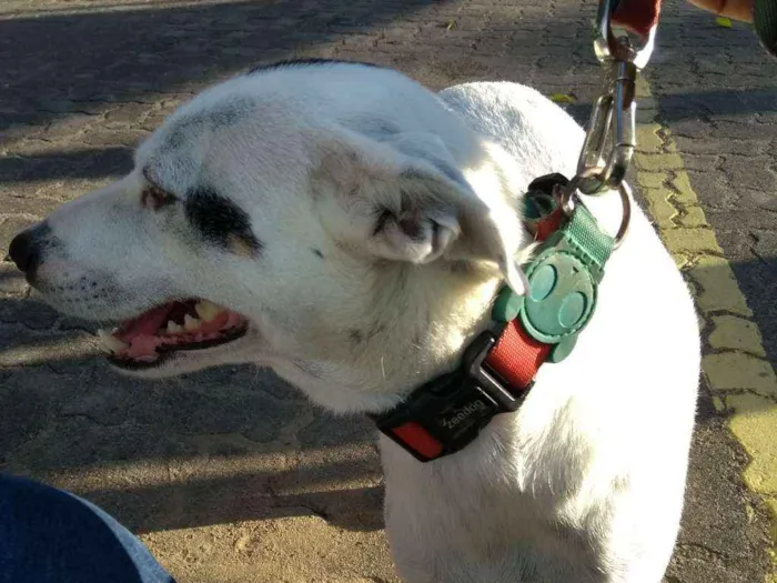 Cachorro raça Jack Russell idade 3 anos nome Lua 