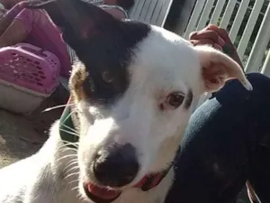 Cachorro raça Jack Russell idade 3 anos nome Lua 