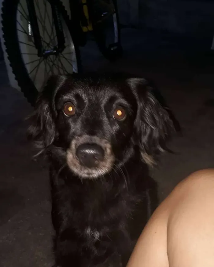 Cachorro ra a Indefinida  idade 4 anos nome Pretinha 