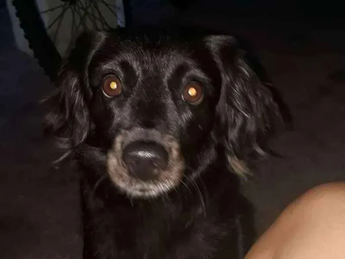 Cachorro ra a Indefinida  idade 4 anos nome Pretinha 