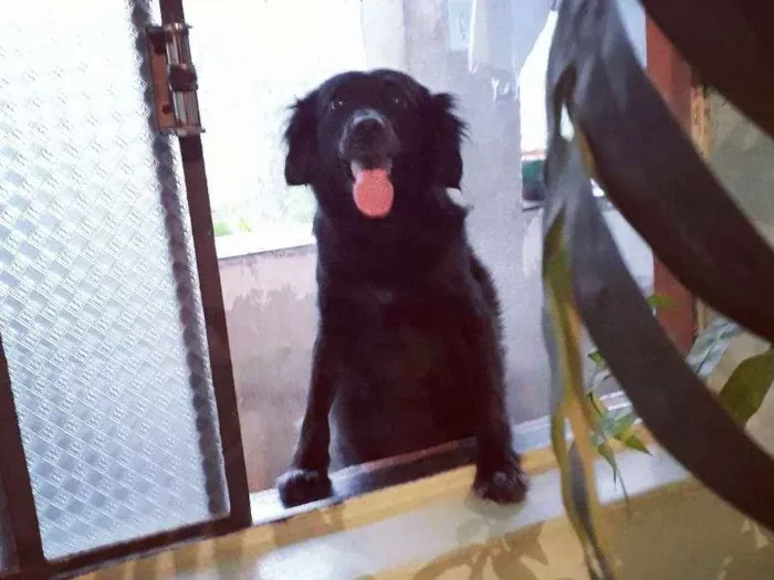 Cachorro ra a Indefinida  idade 4 anos nome Pretinha 