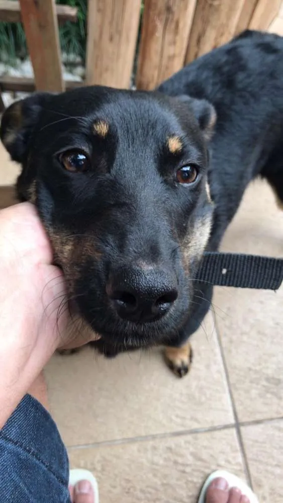 Cachorro ra a Descendente  de Pastor Alemão idade 2 anos nome Desconhecido