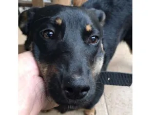 Cachorro raça Descendente  de Pastor Alemão idade 2 anos nome Desconhecido