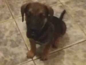 Cachorro raça Bace vira lata idade 2 a 6 meses nome Sem nome 