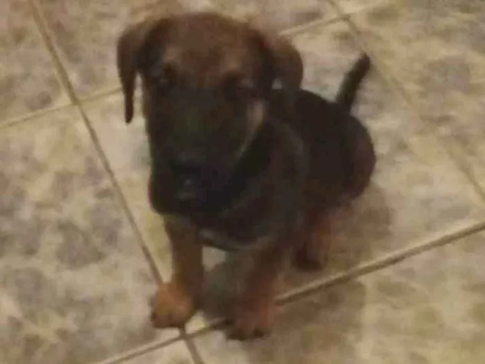 Cachorro ra a Bace vira lata idade 2 a 6 meses nome Sem nome 